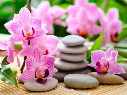 Orchidee Zen